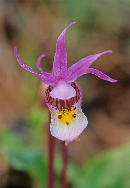 Canada-Manitoba-Agassiz Provincial Forest Calypso orchid close-up
